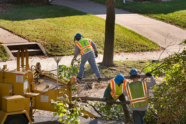 Tree Branch Trimming in Texanna, OK